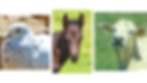 image not found