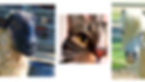 image not found