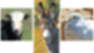 image not found