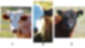 image not found